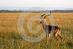 Gazelle lookout