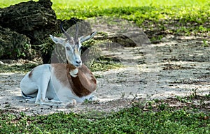 Gazelle Lying Down Near Rocks on Sunny Day