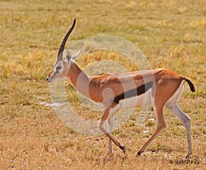 Gazelle, Masai Mara photo