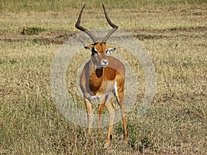 Gazelle in the Masai Mara