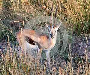 Gazelle in masai mara game park