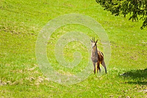 Gazelle in the meadow