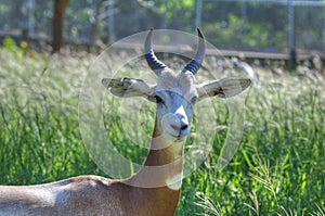 Gazelle in the Oklahoma City Zoo