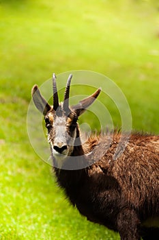 Gazelle in the pasture