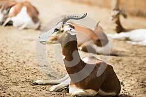 Gazelle