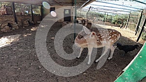 Gazelle in a rural environment
