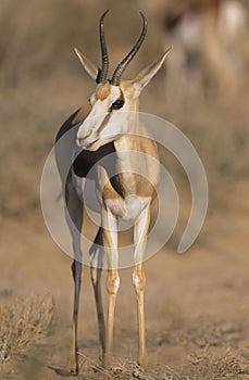 Gazelle on savannah