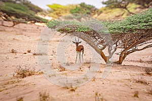 Gazelle seeking shelter underneath an Acacia Tree photo