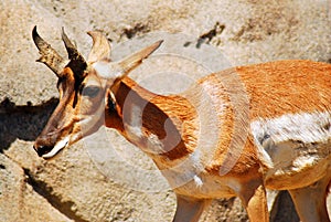 A gazelle stands along a rocky cliff