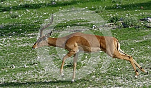 Gazelle stretching