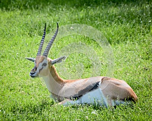 Gazelle with Striped Horns resting in the Grass