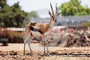 Gazelle Thomson photo