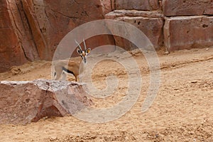 Gazelle Thomson. Beautiful antelope against a natural stone wall