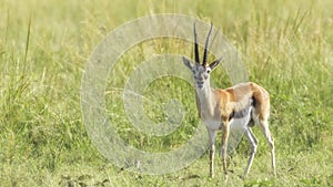 Gazelle photo