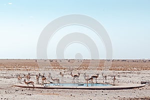 Gazelle at waterpool  in Etosha national park