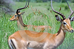 Gazelles photo