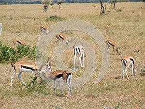 Gazelles photo