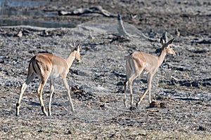 Gazelles in an African forest, Kenya