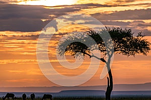 Gazelles Antelopes sunset grazing under the Lone Tree In The Savannah Grassland In The Maasai Mara National Game Reserve Park Rift