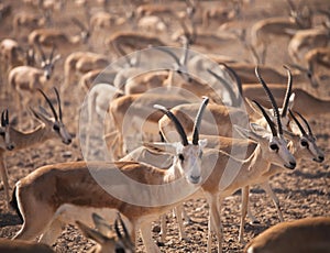 Gazelles. Arabian Wildlife in natural habitat