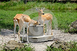Gazelles: Drinking from the well