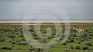 Gazelles in field