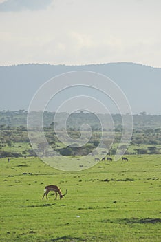 Gazelles in the field