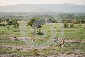 Gazelles in the field