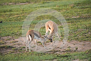 Gazelles fighting