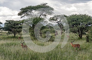 Gazelles the grasslands photo