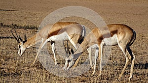 Gazelles grazing in savannah.