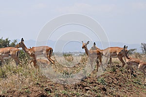 Gazelles, Kenya