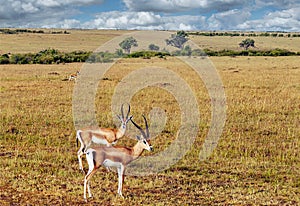 Gazelles in Kenya