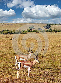 Gazelles in Kenya