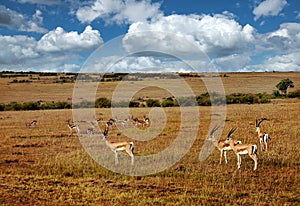 Gazelles in Kenya