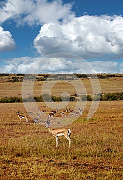 Gazelles in Kenya