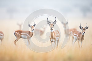 gazelles in a light fog over the grasslands