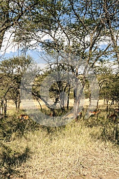 Gazelles in meadows of Tanzania