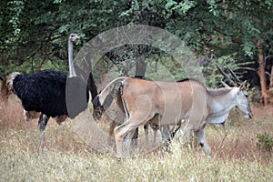 Gazelles and ostrich in Africa
