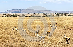 Gazelles on the prairies of Tanzania photo