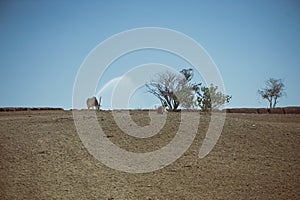 Gazelles from safari& x27;s shuttle photo