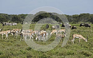 Gazelles, zebras, and wildebeests grazing, Tanzania