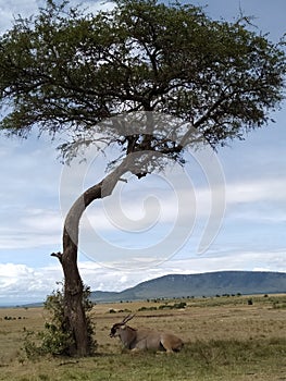 Gazels grazing in olchororua conservancy in Masai mara