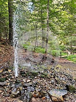 Gazer in Forest