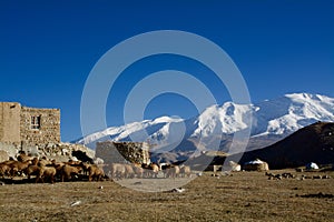 Gazing cattles by the Kara-Kul lake and Muztagata mountain