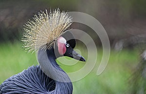 Gazing Crowned Crane
