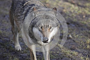 Gazing eurasian wolf photo