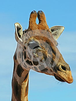 Gazing giraffe