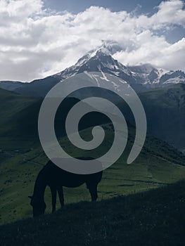 Gazing horse silhouette while on green grass hill with Kazbek 5054m mountain moody landscape near the village of Stepantsminda in