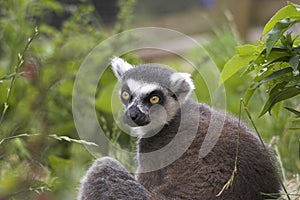 Gazing Lemur